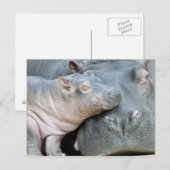 Hippo Briefkaart (Voorkant / Achterkant)
