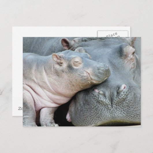 Hippo Briefkaart (Voorkant / Achterkant)
