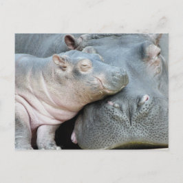 Hippo Briefkaart