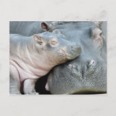 Hippo Briefkaart (Voorkant)