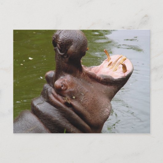 Hippo Briefkaart (Voorkant)