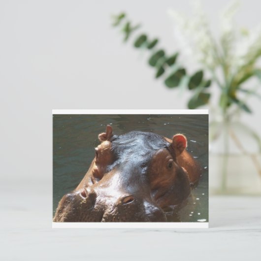 hippo briefkaart (Staand voorkant)