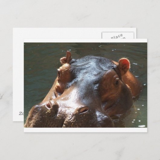 hippo briefkaart (Voorkant / Achterkant)