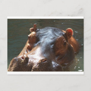 hippo briefkaart