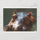 hippo briefkaart (Voorkant)