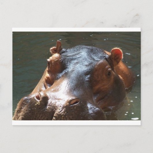 hippo briefkaart (Voorkant)