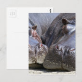 Hippo Briefkaart (Voorkant / Achterkant)