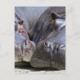 Hippo Briefkaart