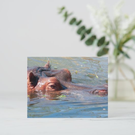 Hippo Briefkaart (Staand voorkant)