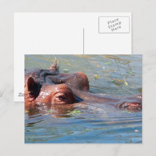 Hippo Briefkaart (Voorkant / Achterkant)