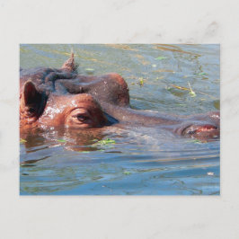Hippo Briefkaart