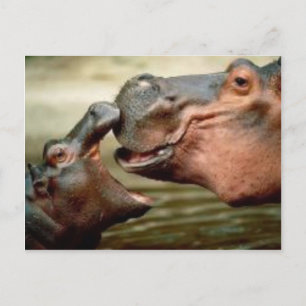 HIPPO BRIEFKAART