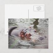 Hippo Briefkaart (Voorkant / Achterkant)