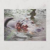 Hippo Briefkaart (Voorkant)