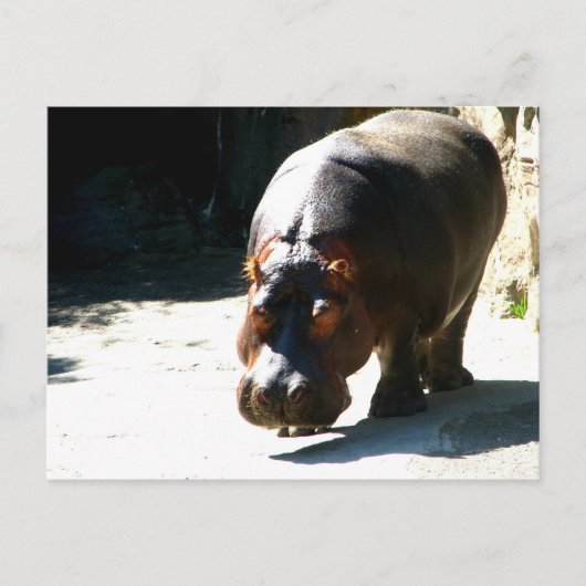 Hippo Briefkaart (Voorkant)