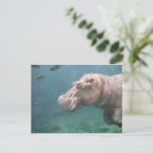 hippo-briefkaart briefkaart (Staand voorkant)