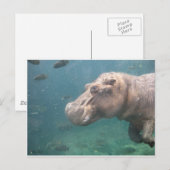 hippo-briefkaart briefkaart (Voorkant / Achterkant)