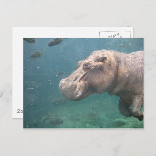 hippo-briefkaart briefkaart (Voorkant / Achterkant)