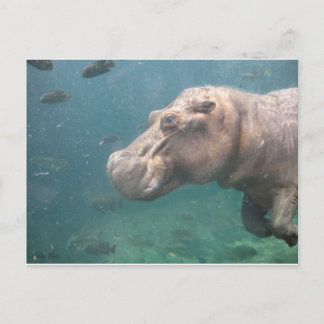 hippo-briefkaart briefkaart