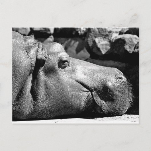Hippo Doze Briefkaart (Voorkant)