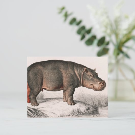 Hippo  geïllustreerd briefkaart (Staand voorkant)