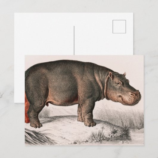 Hippo  geïllustreerd briefkaart (Voorkant / Achterkant)