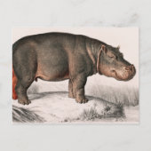 Hippo  geïllustreerd briefkaart (Voorkant)