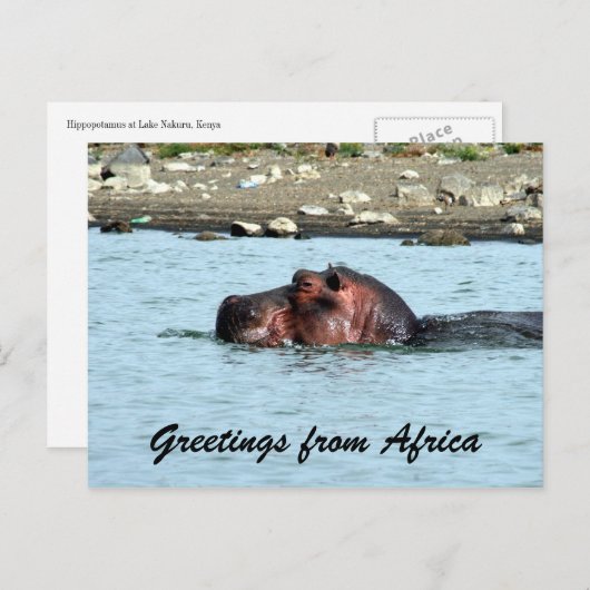 hippo-groeten briefkaart (Voorkant / Achterkant)