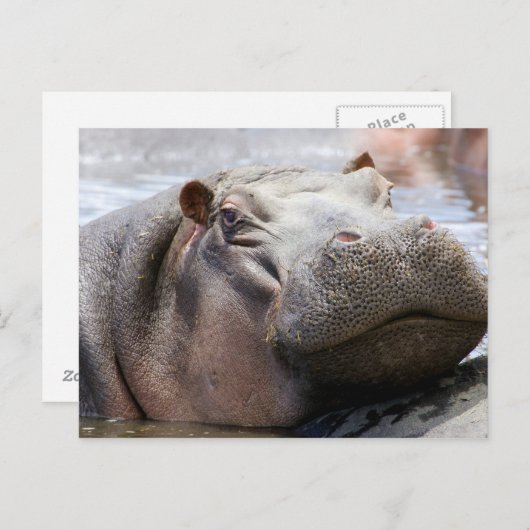 Hippo Head Briefkaart (Voorkant / Achterkant)