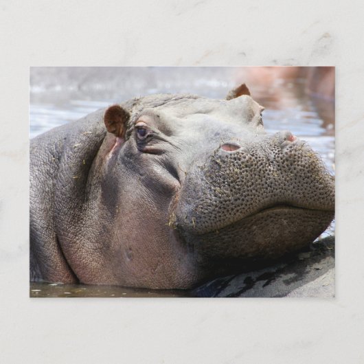 Hippo Head Briefkaart (Voorkant)
