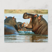 Hippo - Horse Briefkaart (Voorkant)