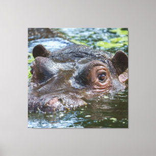 Hippo in de watertriptych canvas afdruk