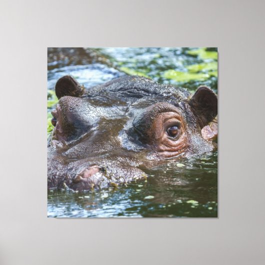 Hippo in de watertriptych canvas afdruk (Voorkant)