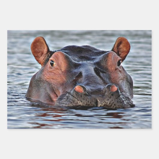 hippo inpakpapier vel (Voorkant 3)