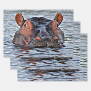 hippo inpakpapier vel