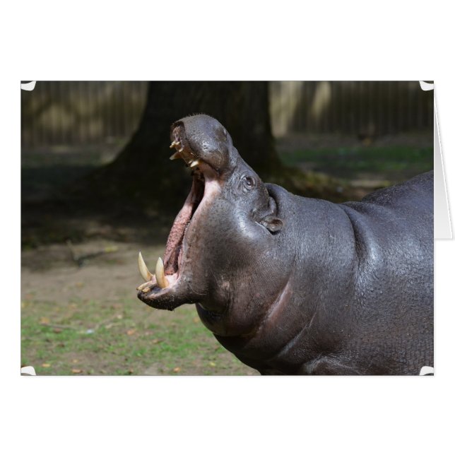 Hippo met Zijne Mouth Open (Voorkant Horizontaal)