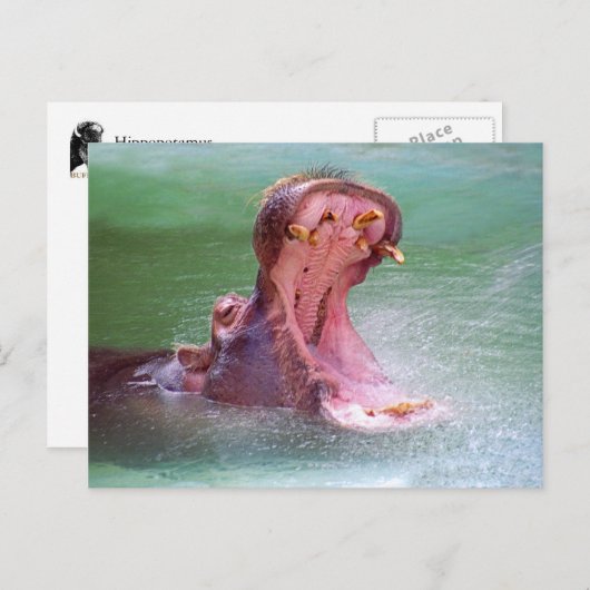 Hippo Mouth Open Briefkaart (Voorkant / Achterkant)