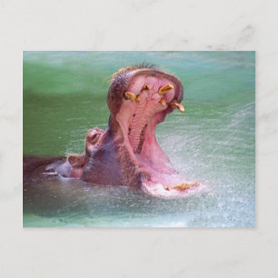 Hippo Mouth Open Briefkaart