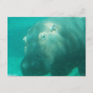 Hippo onder water Briefkaart