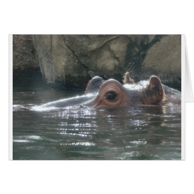 Hippo Peek a Boo (Voorkant Horizontaal)