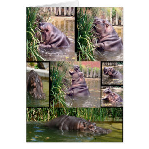Hippo Photo Collage