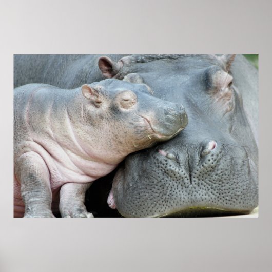Hippo Poster (Voorkant)