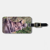 Hippo Roar, Bagagelabel (Voorkant horizontaal)