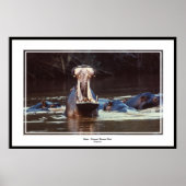 Hippo - Serentgeti Poster (Voorkant)