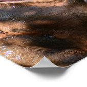 Hippo Splash Poster (Hoek)