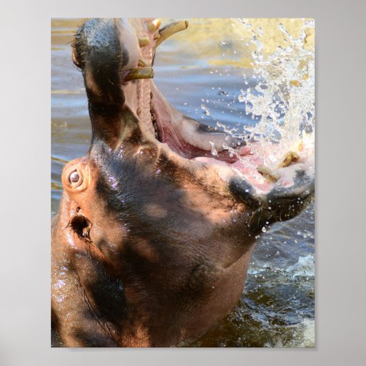 Hippo Splash Poster (Voorkant)