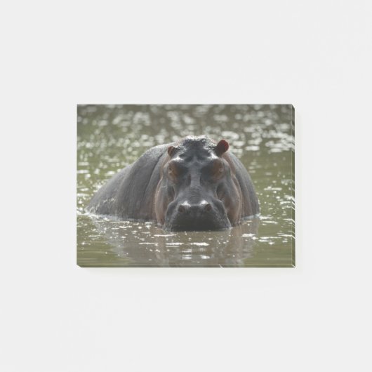 Hippo stakt een groot gevaar op camera van de rivi post-it® notes (Voorkant)