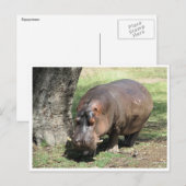 hippo-stand briefkaart (Voorkant / Achterkant)