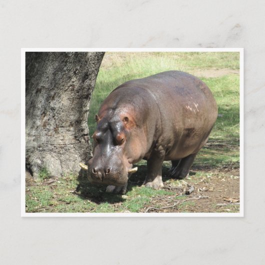 hippo-stand briefkaart (Voorkant)
