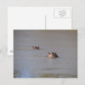 Hippo Stare Briefkaart (Voorkant / Achterkant)